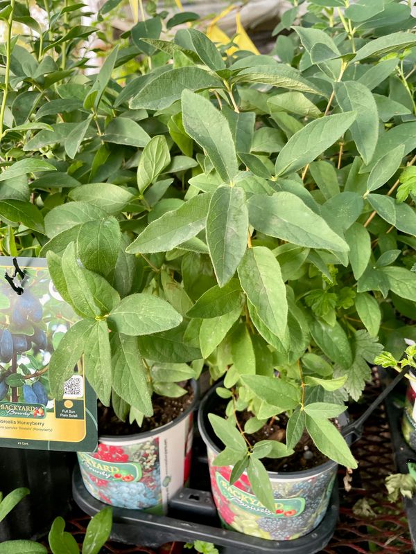 Borealis Honeyberry