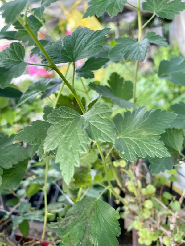 Pixwell Gooseberry