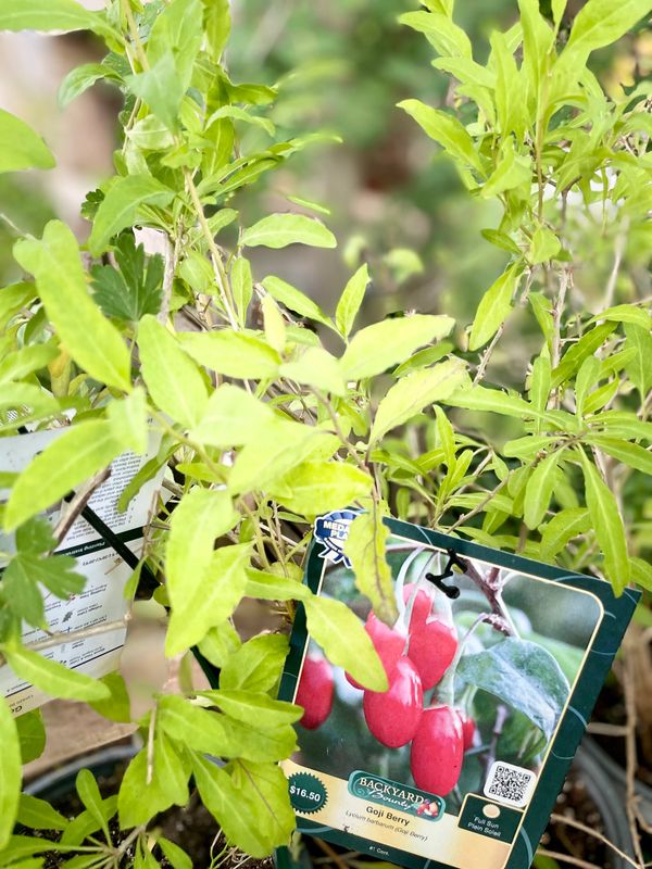 Goji Berry