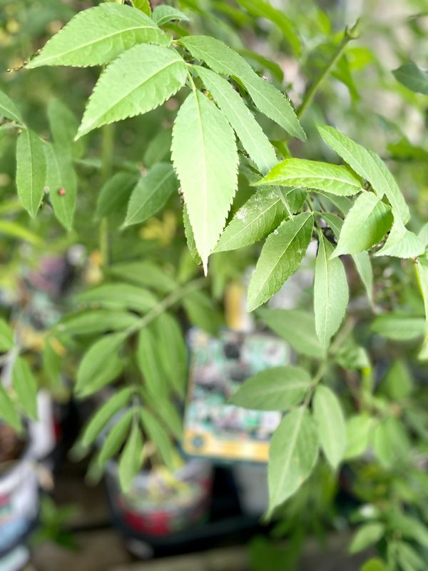 Johns Elderberry