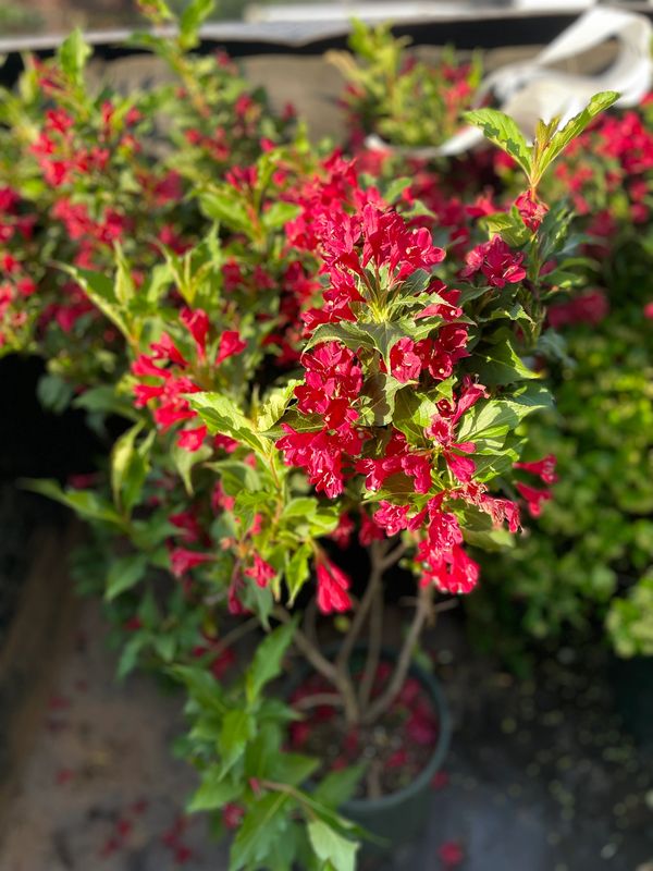 Red Prince Weigela