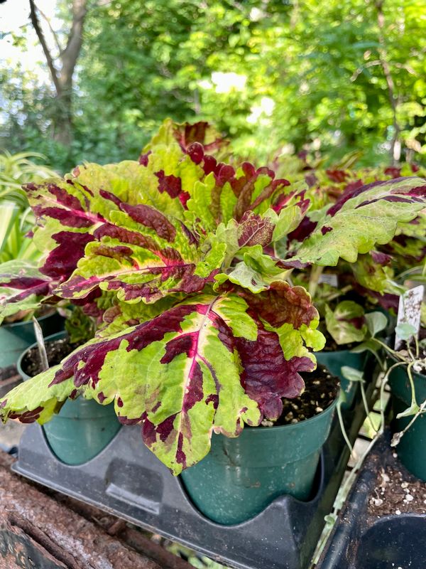 Coleus King Mosaic
