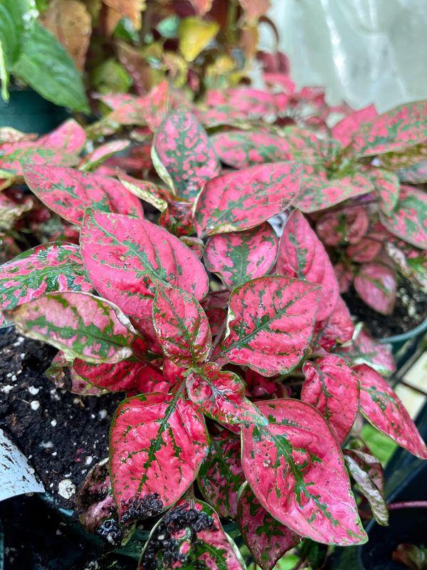 Hypoestes Splash Select Red
