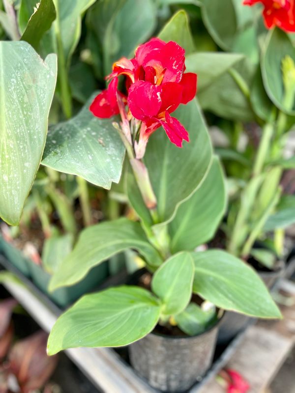 Canna Cannova Red Shades