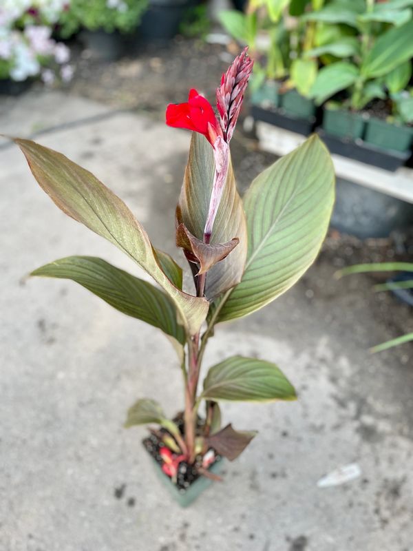 Canna Cannova Bronze Leaf Scarlet