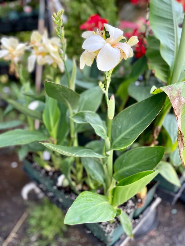 Cana South Pacific Ivory