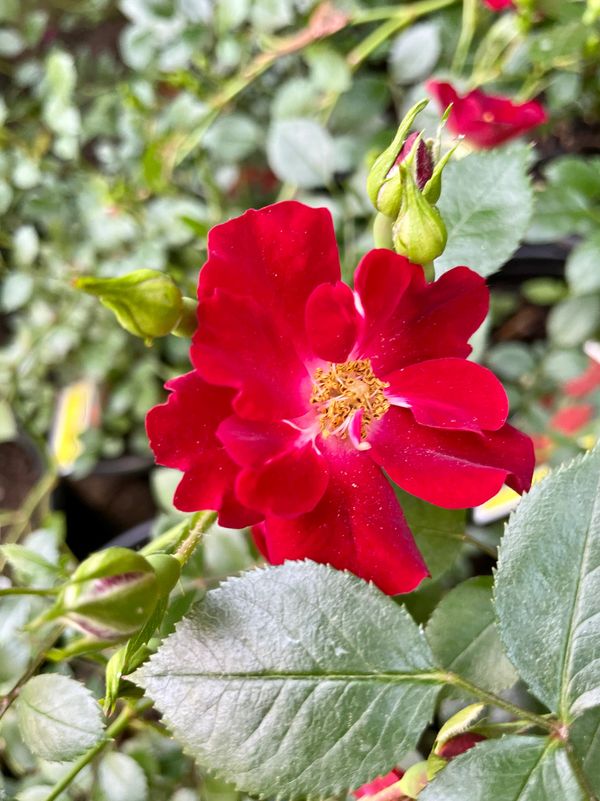 Bassimo Miniature Rose