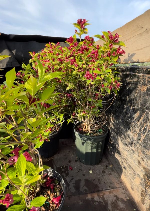 Old Fashioned Weigela