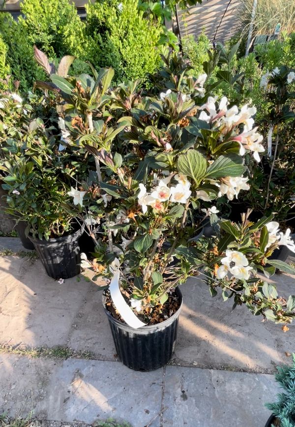 Tuxedo Weigela