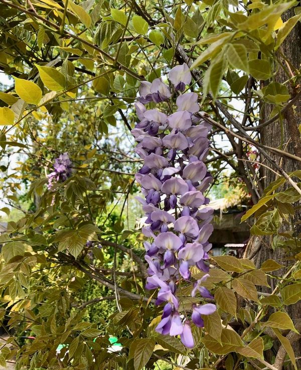 Blue Moon Wisteria