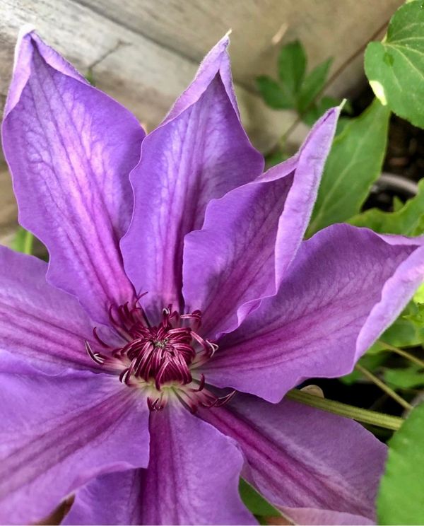 Horn of Plenty Clematis