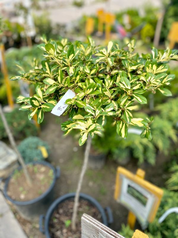 Emerald Gaiety Euonymus Treeform
