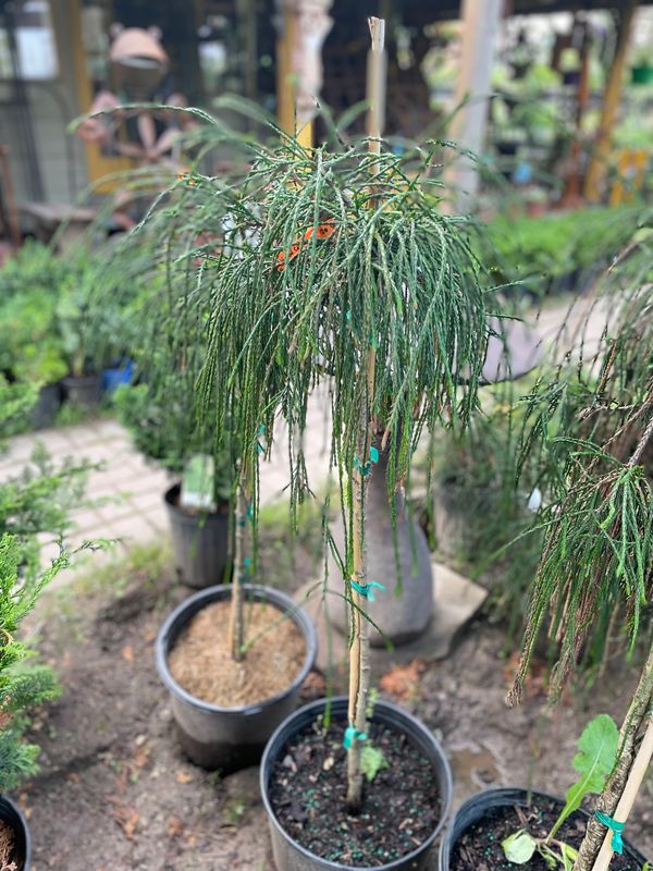 Whipcord Cedar Treeform