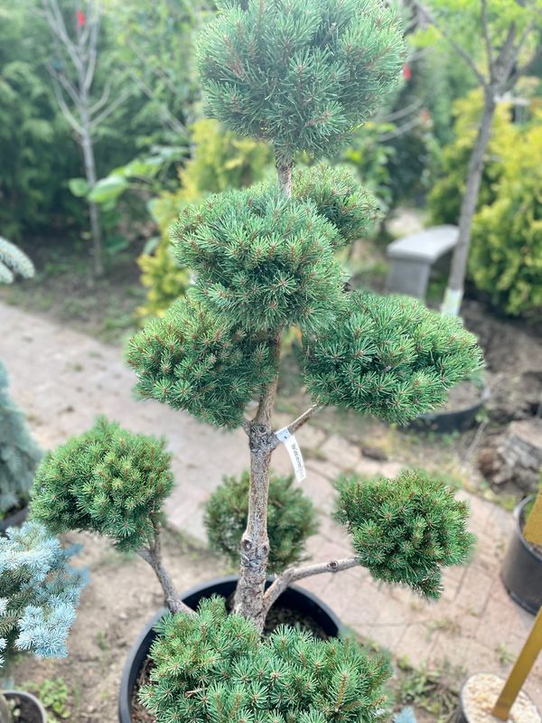Waterii Scotch Pine Pom Pom