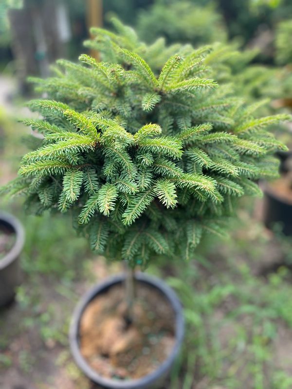 Nest Spruce Little Gem
