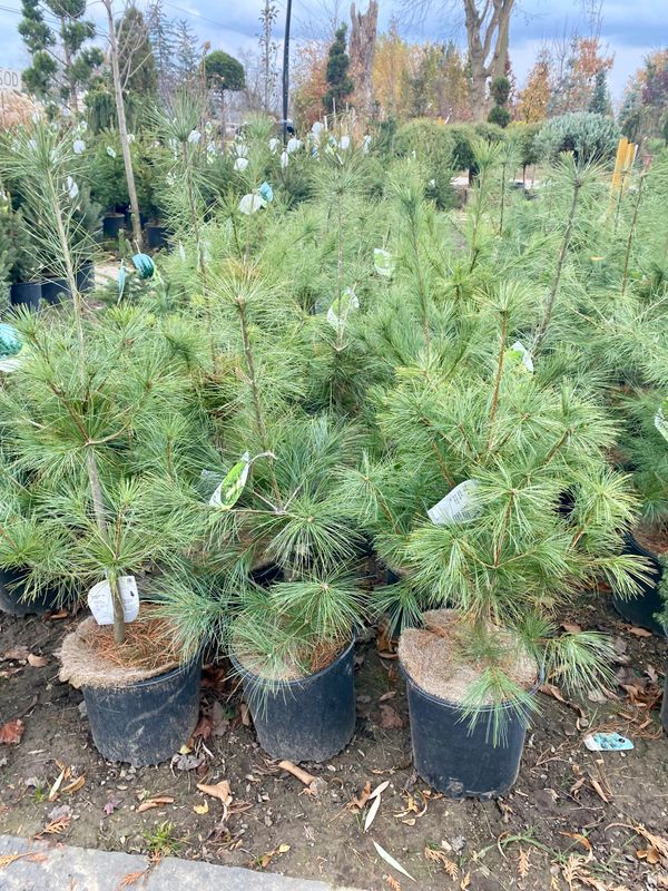 White Pine