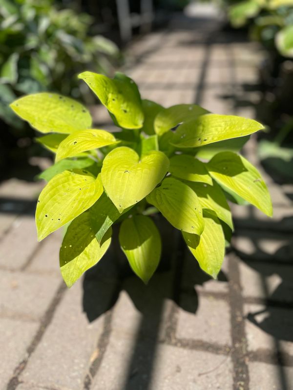August Moon Plantain Lily