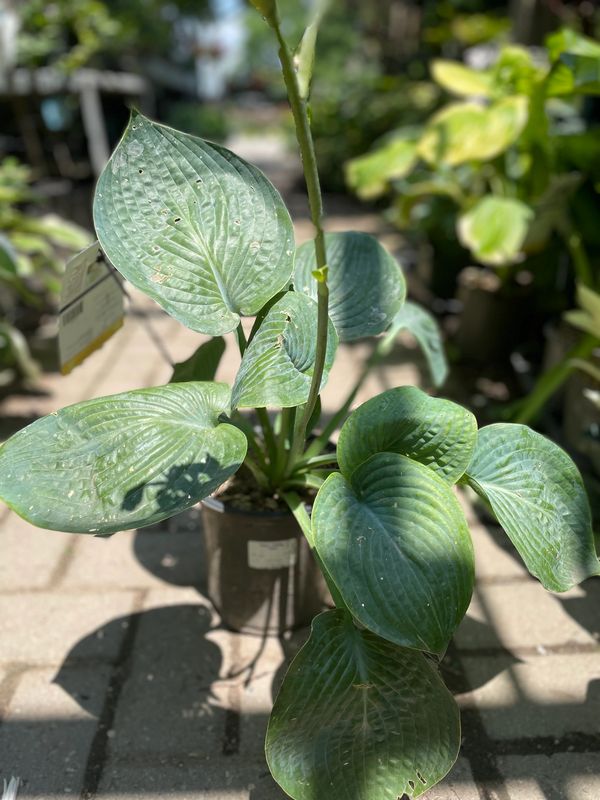 Abiqua Drinking Gourd Plantain Lily