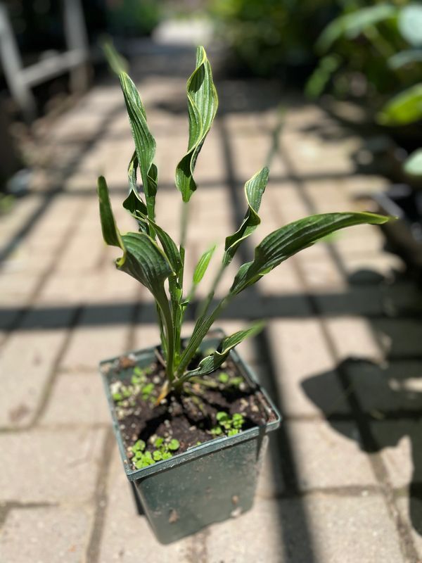 Praying Hands Hosta