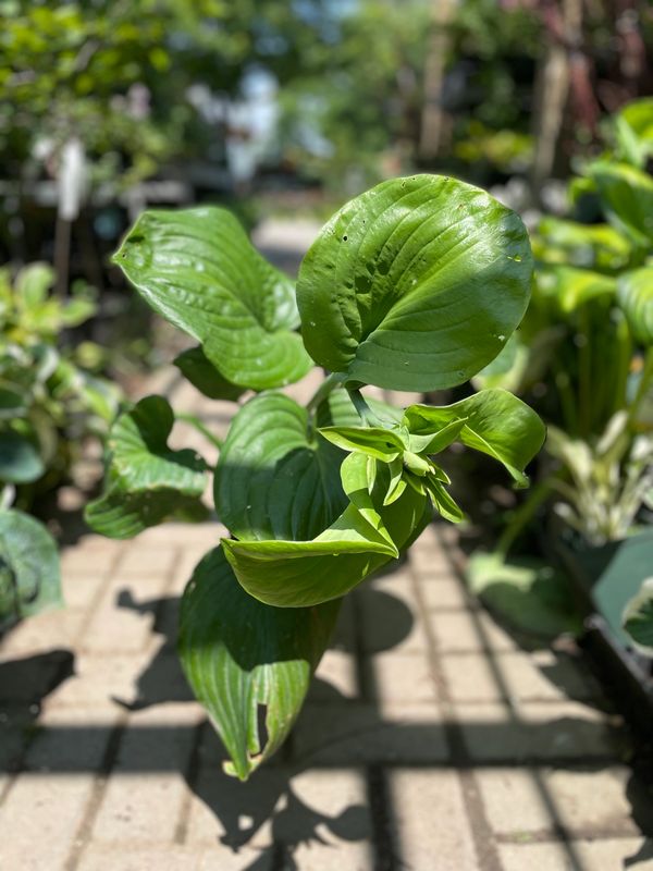 Guacamole Plantain Lily