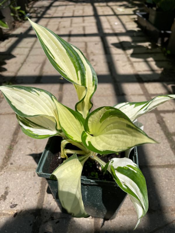 Fire and Ice Hosta