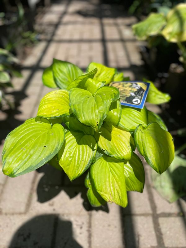 Stained Glass Hosta