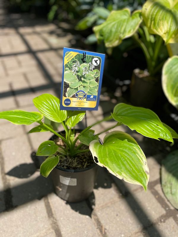 Fragrant Bouquet Hosta