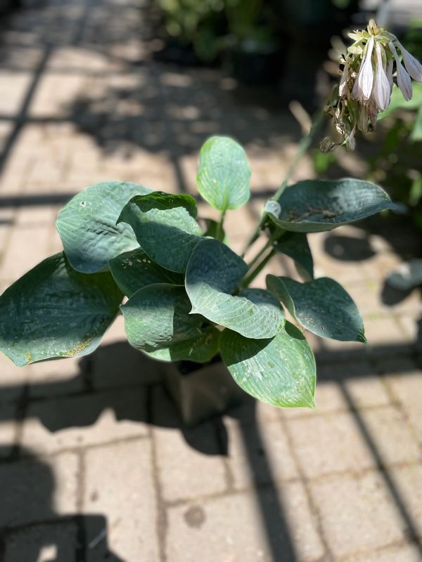 Big Daddy Hosta
