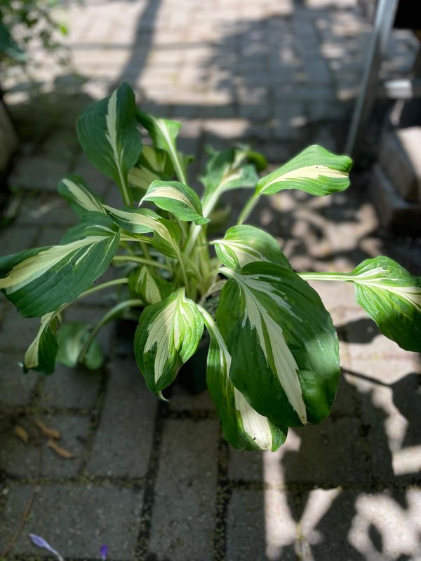 Medio-Picta Variegated Hosta