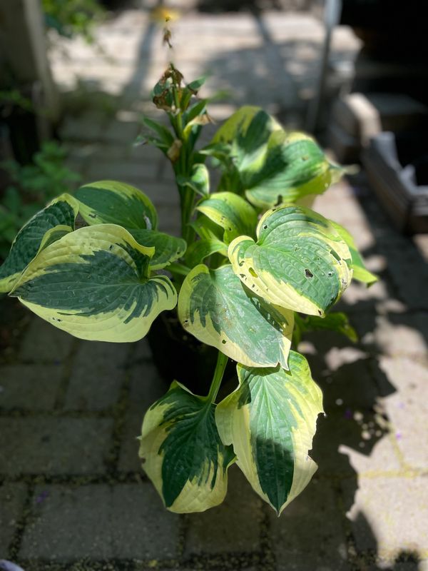 Wide Brim Hosta