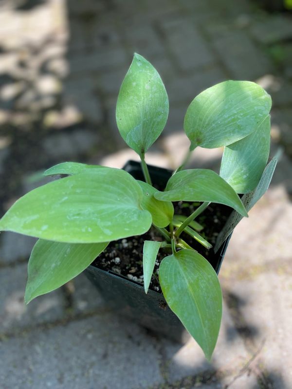 Sunny Halcyon Hosta