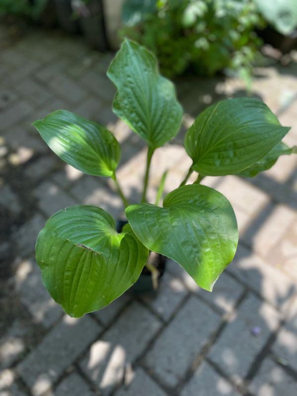 Royal Standard Hosta