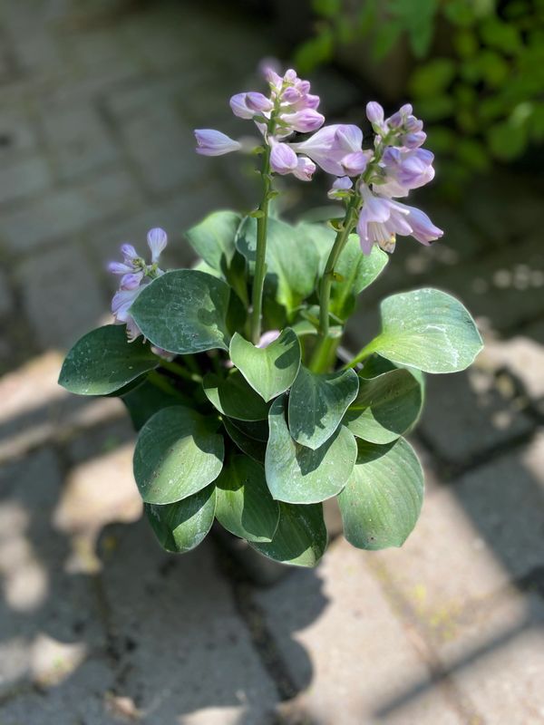 Blue Mouse Ears Hosta