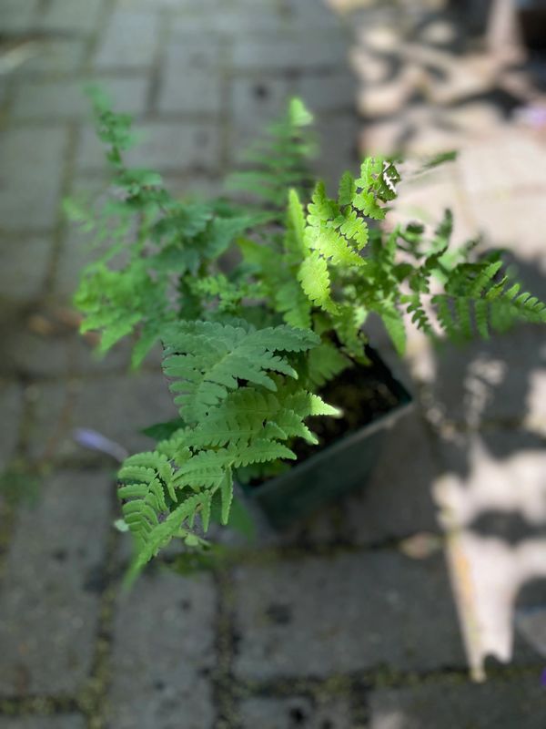 Leather Wood Fern