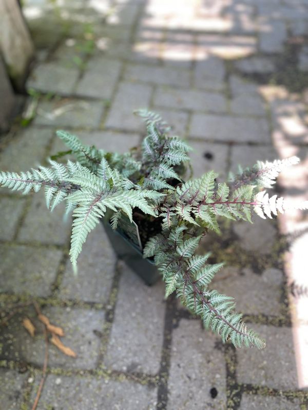 Japanese Painted Fern