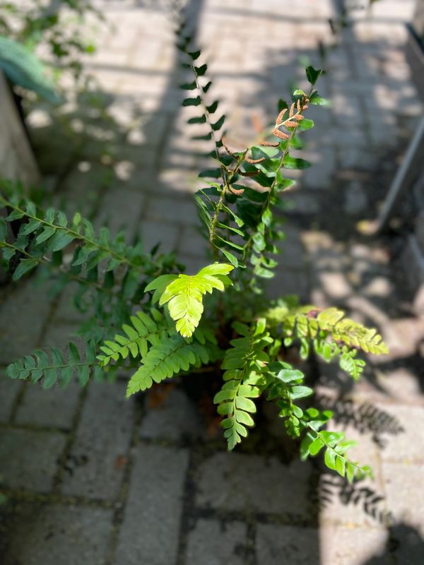 Christmas Fern