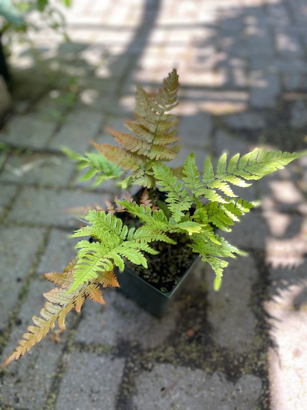 Brilliance Autumn Fern