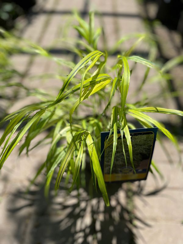 Golden Variegated Hakone Grass