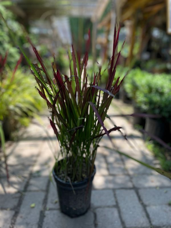 Japanese Blood Grass