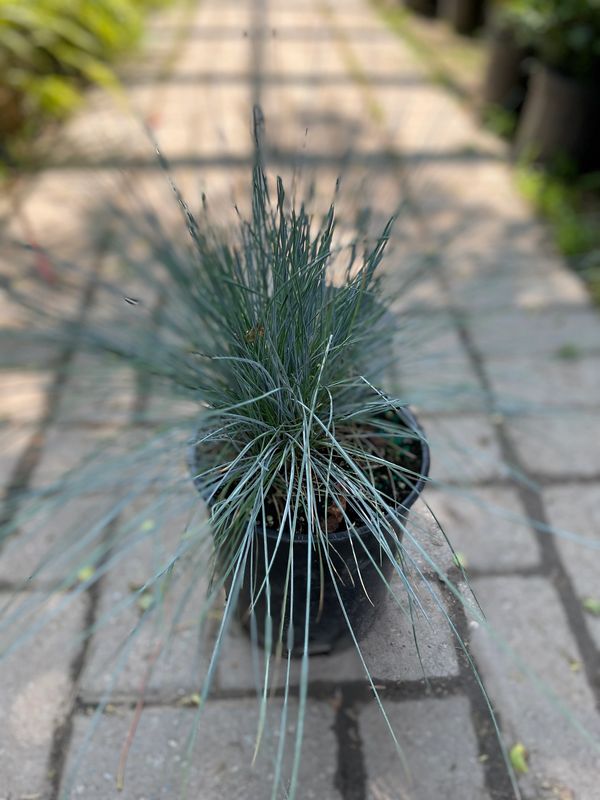 Beyond Blue Fescue Grass