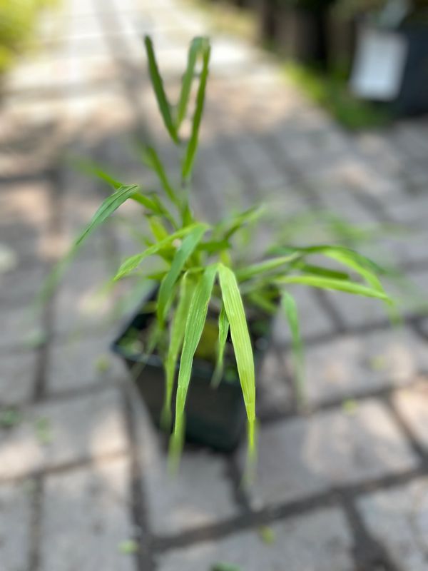 'All Gold' Hakone Grass