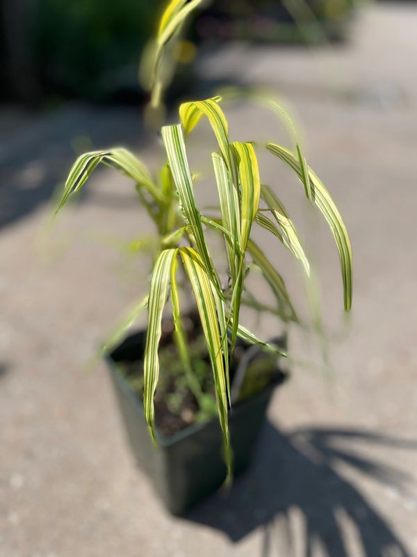 'Aureola' Japanese Forest Grass Hakonechloa
