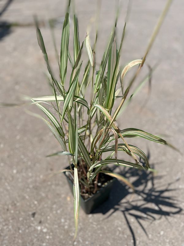 'Strawberries and Cream' Ribbon Grass