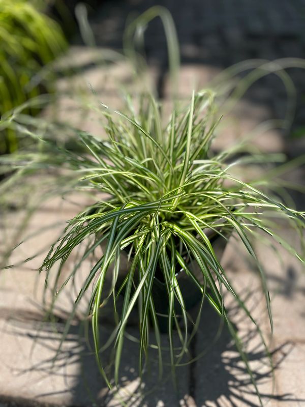 'Evergold' Japanese Sedge Grass