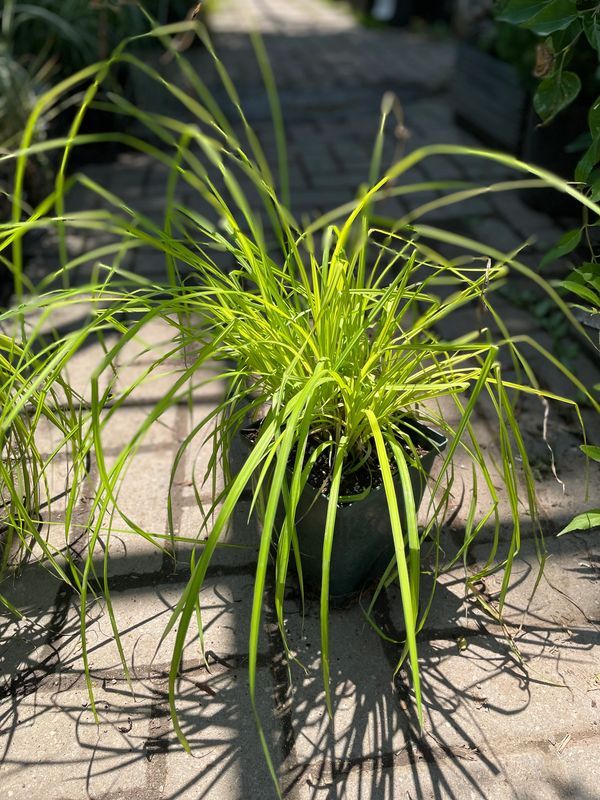 'Bowles Golden' Gold Sedge Grass