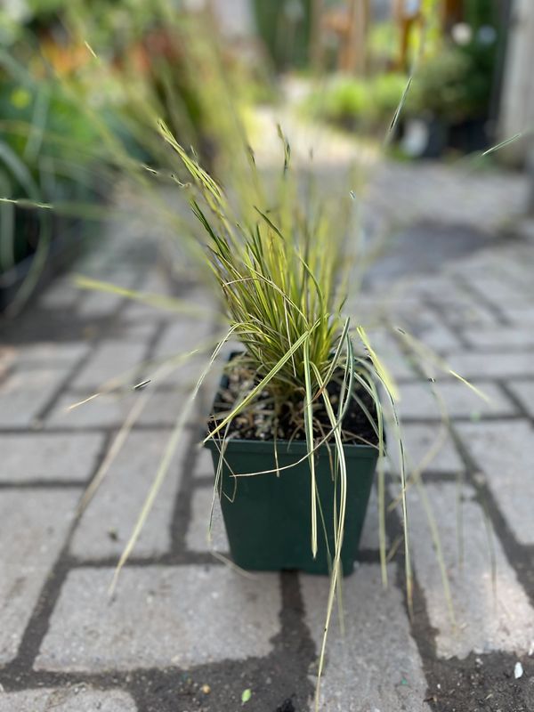 Deschampsia 'Northern Lights' Grass