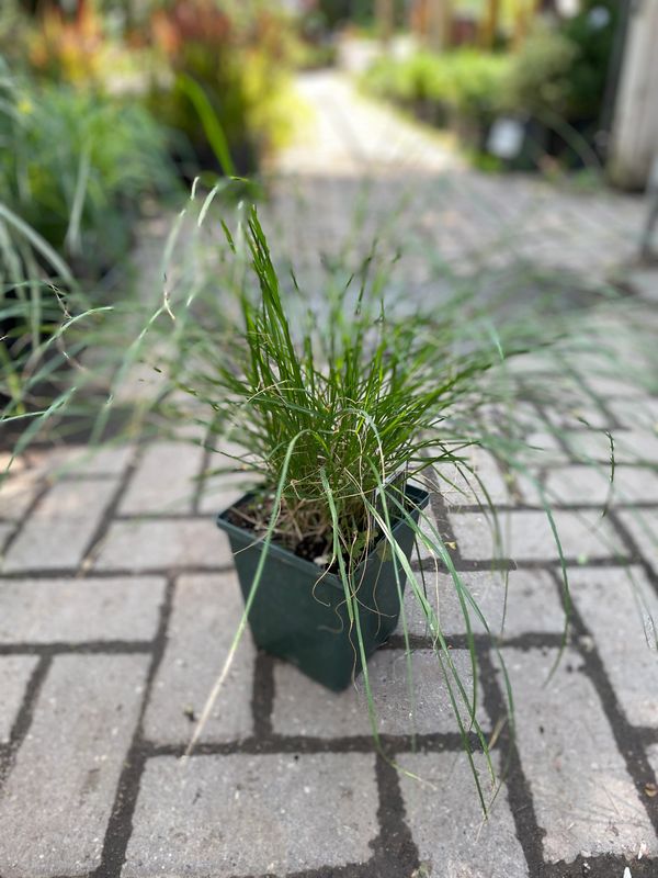 Hameln Fountain Grass