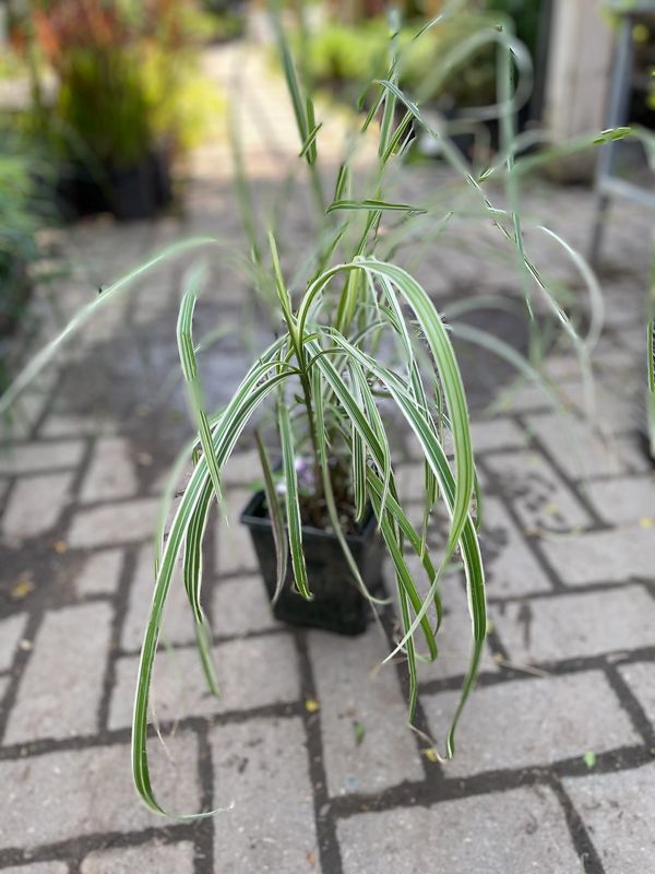 Maiden Grass Variegatus Miscanthus sinensis