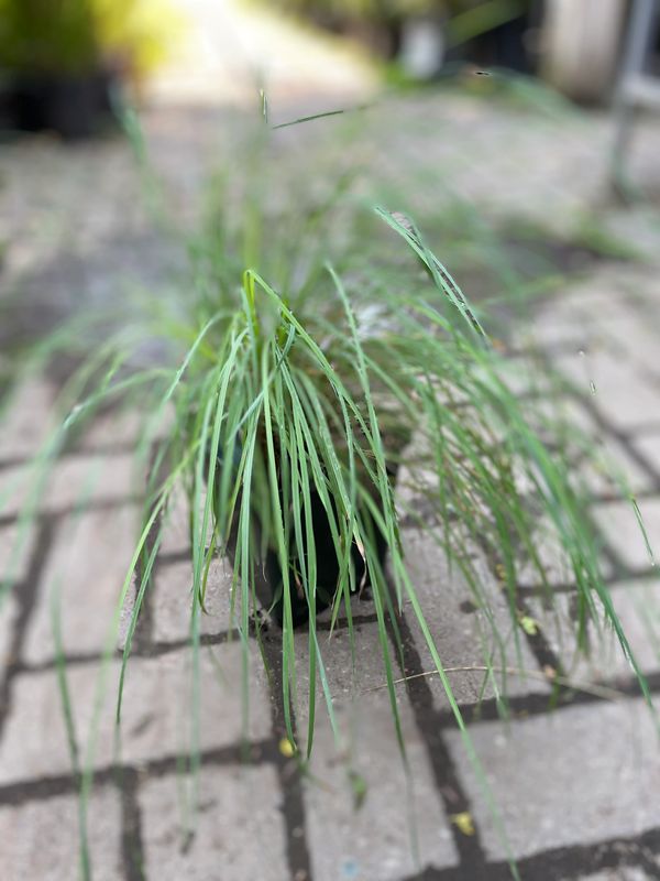 Prairie Blues Little Bluestem Grass