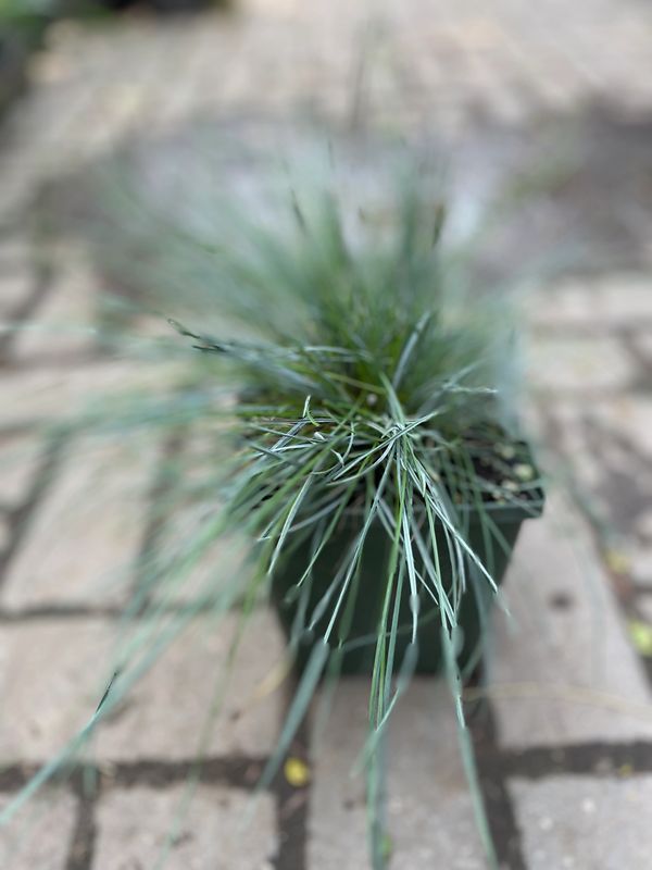 'Elijah Blue' Fescue Grass